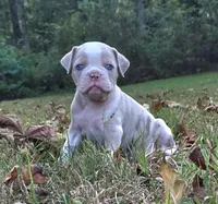 Willow, a female Olde English Bulldogge for sale in Fort Payne, AL – 1 of 7