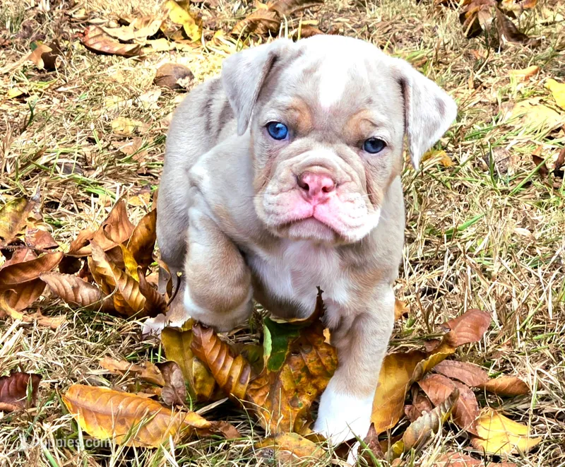 Teddy  – Olde English Bulldogge puppy for sale in Fort Payne, AL