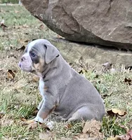 Baylie, a female Olde English Bulldogge for sale in Fort Payne, AL – 4 of 7