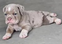 Teddy , a male Olde English Bulldogge for sale in Fort Payne, AL – 3 of 7