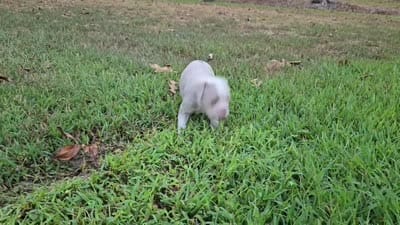 Willow, a female Olde English Bulldogge for sale in Fort Payne, AL – 7 of 7