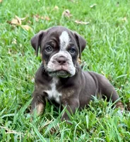 Bruno, a male Olde English Bulldogge for sale in Fort Payne, AL – 3 of 6