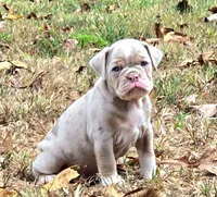 Teddy , a male Olde English Bulldogge for sale in Fort Payne, AL – 5 of 7