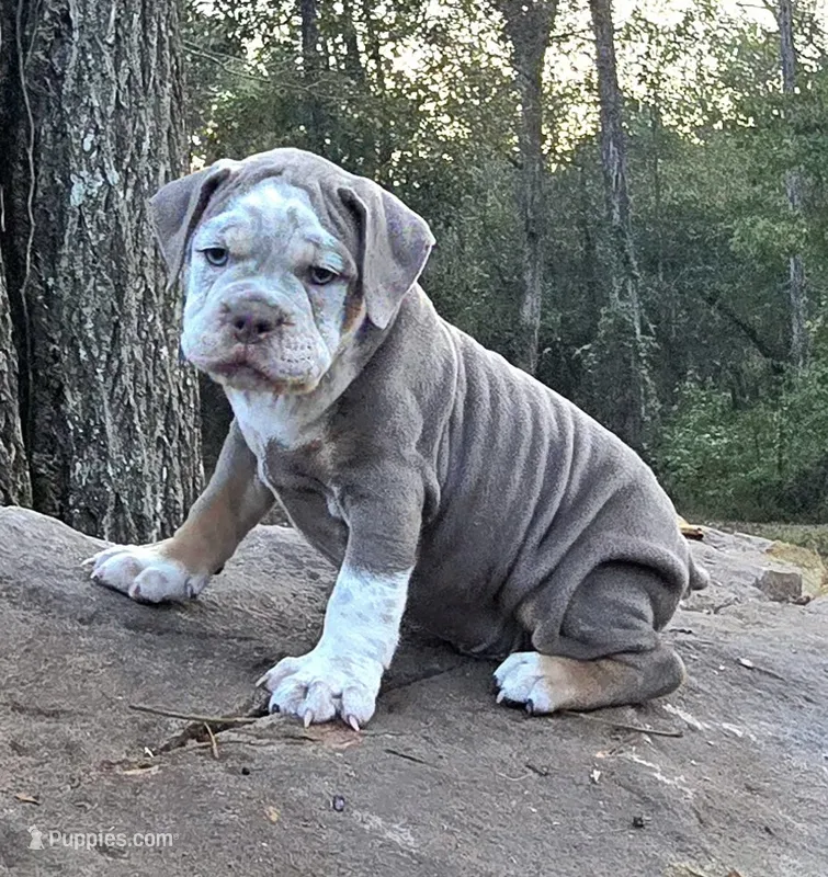 Ace – Olde English Bulldogge puppy for sale in Fort Payne, AL