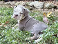 Ace, a male Olde English Bulldogge for sale in Fort Payne, AL – 3 of 5