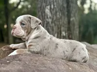 Samson, a male Olde English Bulldogge for sale in Fort Payne, AL – 4 of 5