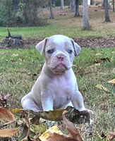 Willow, a female Olde English Bulldogge for sale in Fort Payne, AL – 2 of 7
