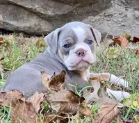 Baylie, a female Olde English Bulldogge for sale in Fort Payne, AL – 2 of 7