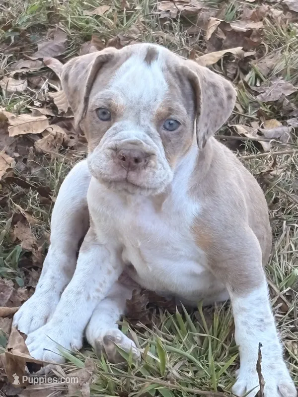 Benson – Olde English Bulldogge puppy for sale in Fort Payne, AL
