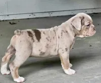 Teddy , a male Olde English Bulldogge for sale in Fort Payne, AL – 6 of 7