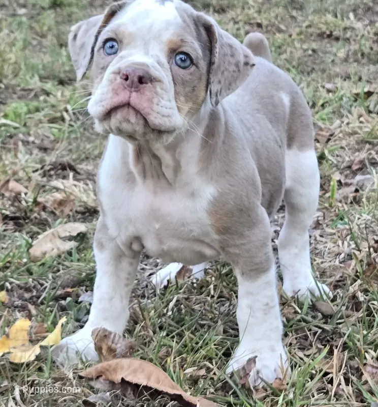 Benson – Olde English Bulldogge puppy for sale in Fort Payne, AL