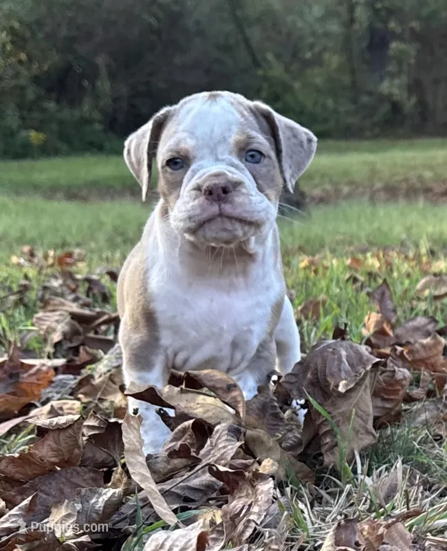 Benson – Olde English Bulldogge puppy for sale in Fort Payne, AL