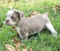Benson, a male Olde English Bulldogge for sale in Fort Payne, AL – 4 of 5