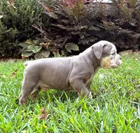 Ace, a male Olde English Bulldogge for sale in Fort Payne, AL – 4 of 5