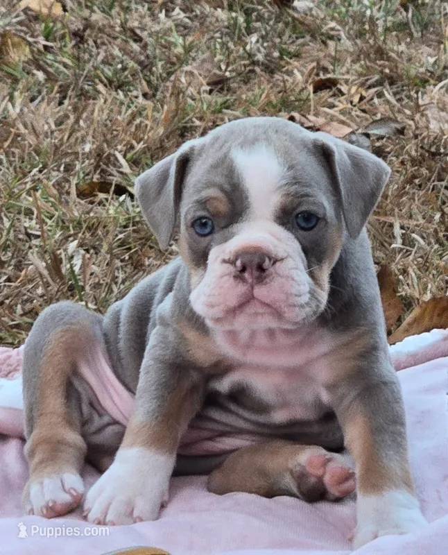 Baylie – Olde English Bulldogge puppy for sale in Fort Payne, AL