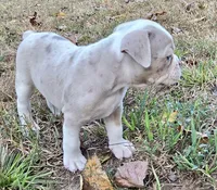 Willow, a female Olde English Bulldogge for sale in Fort Payne, AL – 3 of 7