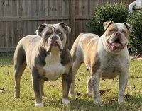 Samson, a male Olde English Bulldogge for sale in Fort Payne, AL – 5 of 5