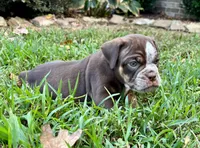 Bruno, a male Olde English Bulldogge for sale in Fort Payne, AL – 5 of 6