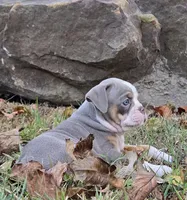 Baylie, a female Olde English Bulldogge for sale in Fort Payne, AL – 3 of 7