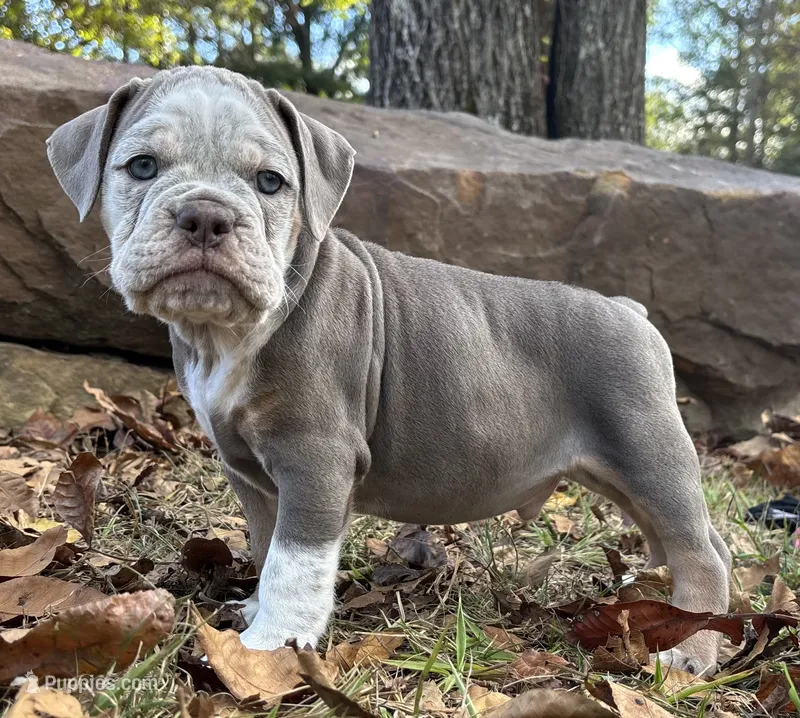 Ace – Olde English Bulldogge puppy for sale in Fort Payne, AL