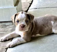 Benson, a male Olde English Bulldogge for sale in Fort Payne, AL – 2 of 5