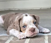 Benson, a male Olde English Bulldogge for sale in Fort Payne, AL – 3 of 5