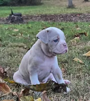 Willow, a female Olde English Bulldogge for sale in Fort Payne, AL – 5 of 7