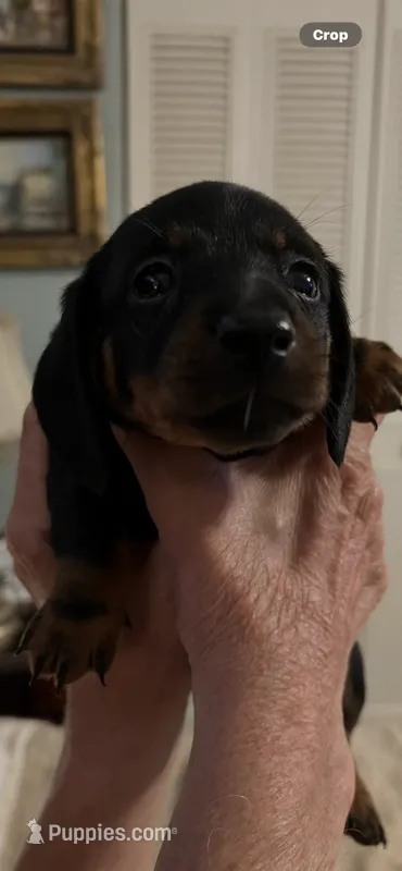 Bruno – Miniature Dachshund puppy for sale in Lake Alfred, FL