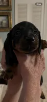 Bruno, a male Miniature Dachshund for sale in Lake Alfred, FL – 1 of 4