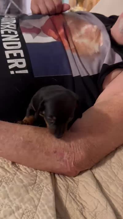Bruno, a male Miniature Dachshund for sale in Lake Alfred, FL – 3 of 4