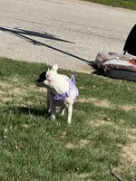 Azarah, a female American Pit Bull Terrier for sale in Belleville, IL – Photo 2 of 3