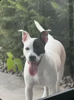 Azarah, a female American Pit Bull Terrier for sale in Belleville, IL – Photo 1 of 3