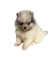 Lighting , a male Pomeranian for sale in Troy, NY – Photo 3 of 3