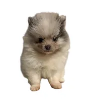 Lighting , a male Pomeranian for sale in Troy, NY – Photo 1 of 3