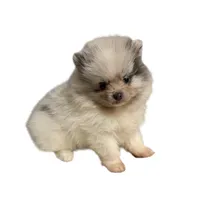 Lighting , a male Pomeranian for sale in Troy, NY – Photo 2 of 3