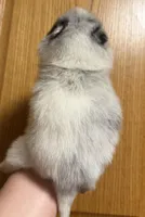 Lighting , a male Pomeranian for sale in Troy, NY – Photo 2 of 2