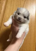 Lighting , a male Pomeranian for sale in Troy, NY – Photo 1 of 2