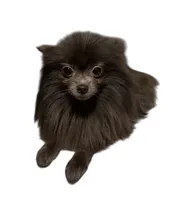 Misty, a female Pomeranian for sale in Troy, NY – Photo 1 of 2