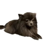 Misty, a female Pomeranian for sale in Troy, NY – Photo 2 of 2