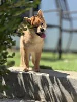 Billy, a male Shiba Inu for sale in Hayward, CA – 1 of 2