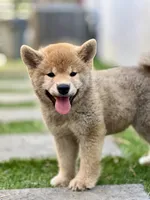 Bear, a male Shiba Inu for sale in Hayward, CA – 2 of 2