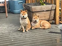 Simba, a male Shiba Inu for sale in Hayward, CA – 2 of 2