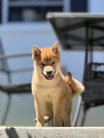 Billy, a male Shiba Inu for sale in Hayward, CA – 2 of 2