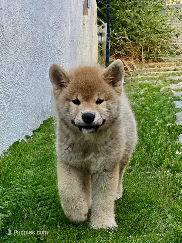 Bear – Shiba Inu puppy for sale in Hayward, CA