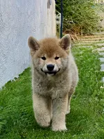 Bear, a male Shiba Inu for sale in Hayward, CA – 1 of 2