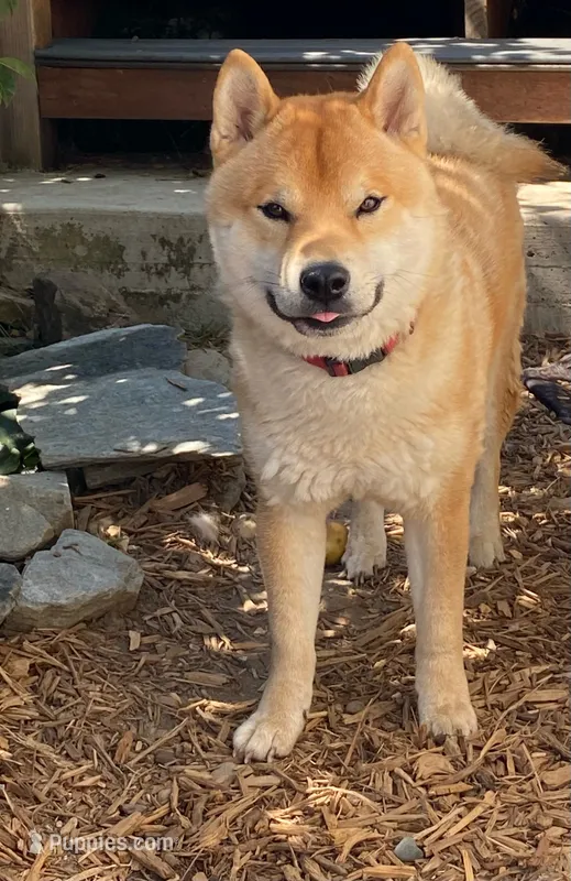 Simba – Shiba Inu puppy for sale in Hayward, CA