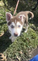 Husky , a female Siberian Husky for sale in Hartford, CT – Photo 2 of 2