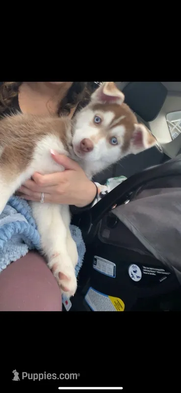 Husky  – Siberian Husky puppy for sale in Hartford, CT