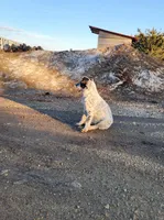 Billy, a male Australian Cattle Dog and Australian Shepherd for sale in Stacyville, IA – Photo 2 of 4