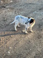 Billy, a male Australian Cattle Dog and Australian Shepherd for sale in Stacyville, IA – Photo 4 of 4